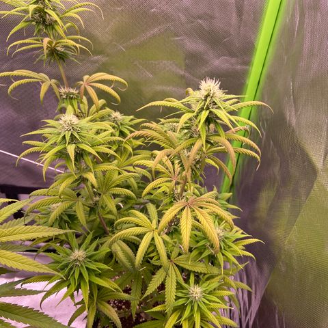 AMG growlog timeline photo