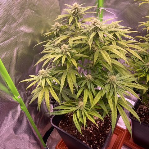AMG growlog timeline photo