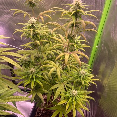 AMG growlog timeline photo