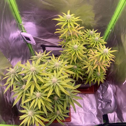 AMG growlog timeline photo