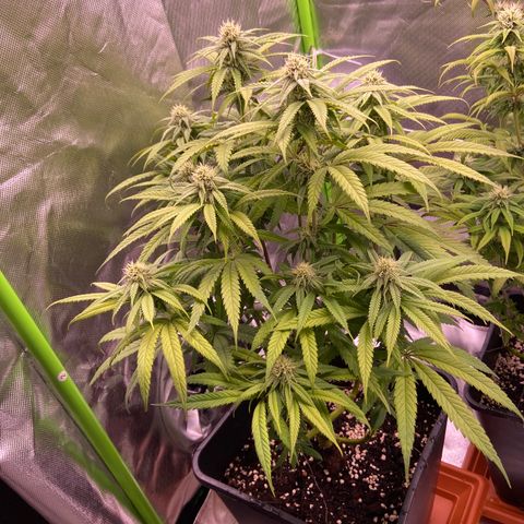 AMG growlog timeline photo