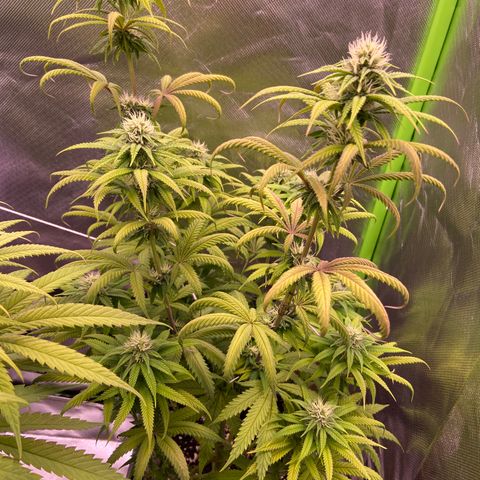 AMG growlog timeline photo