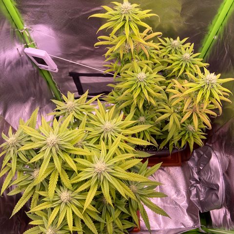 AMG growlog timeline photo