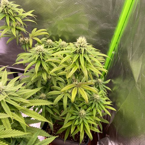 AMG growlog timeline photo
