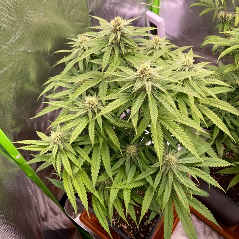 AMG growlog timeline photo