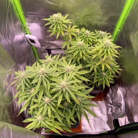AMG growlog timeline photo