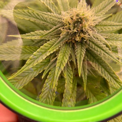 AMG growlog timeline photo