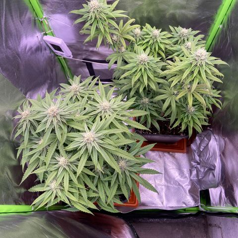 AMG growlog timeline photo