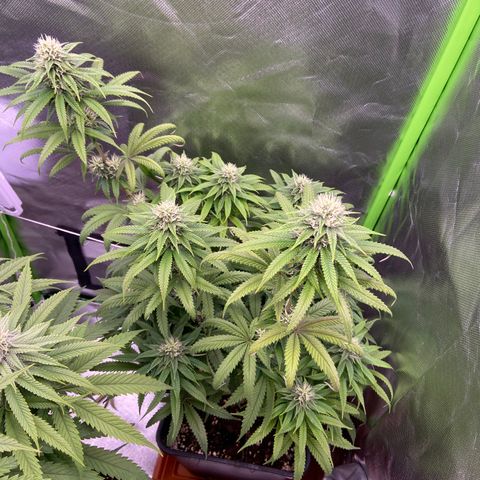 AMG growlog timeline photo