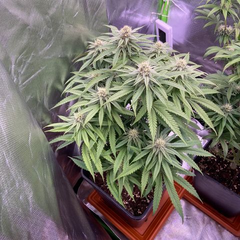 AMG growlog timeline photo