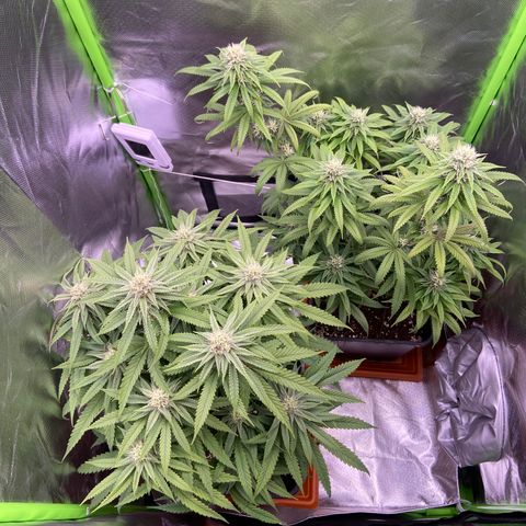 AMG growlog timeline photo