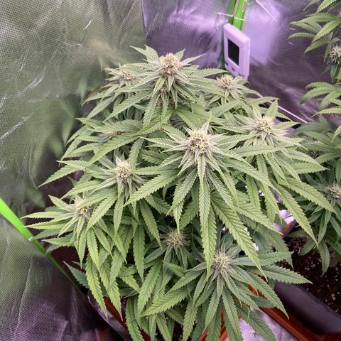 AMG growlog timeline photo