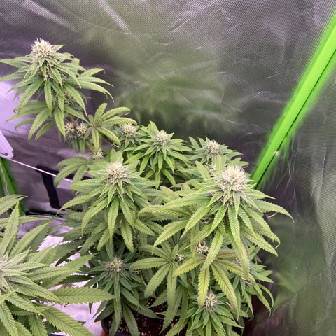AMG growlog timeline photo