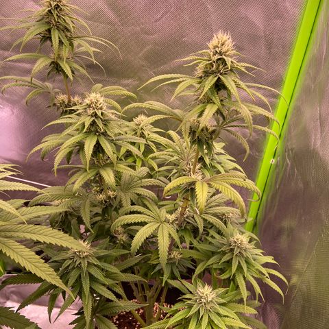 AMG growlog timeline photo