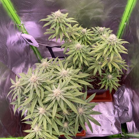 AMG growlog timeline photo