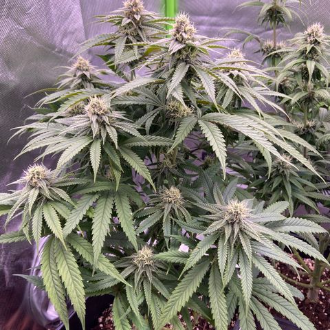AMG growlog timeline photo