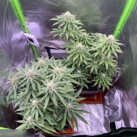 AMG growlog timeline photo
