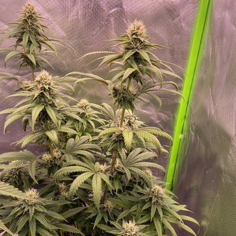 AMG growlog timeline photo