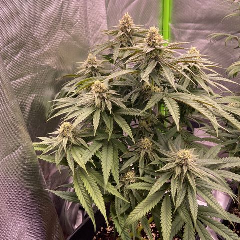 AMG growlog timeline photo