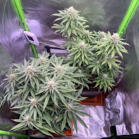 AMG growlog timeline photo