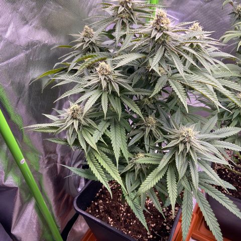 AMG growlog timeline photo