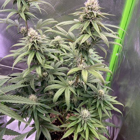 AMG growlog timeline photo