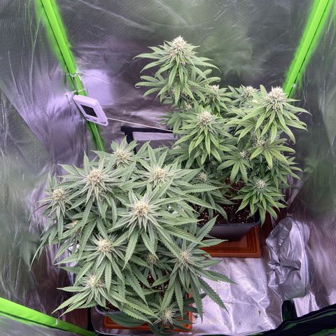 AMG growlog timeline photo