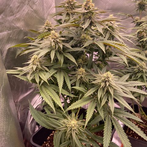 AMG growlog timeline photo