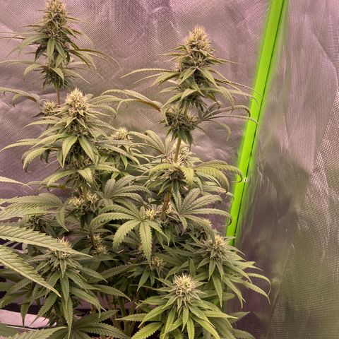 AMG growlog timeline photo
