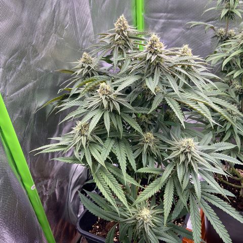 AMG growlog timeline photo