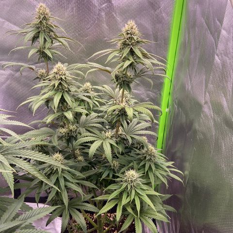 AMG growlog timeline photo