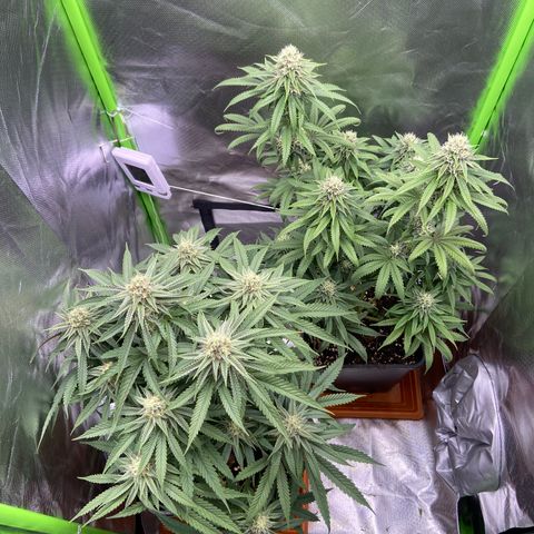 AMG growlog timeline photo