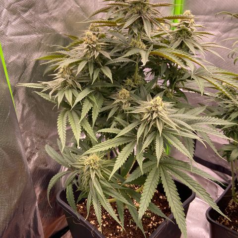 AMG growlog timeline photo