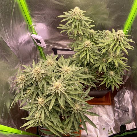 AMG growlog timeline photo