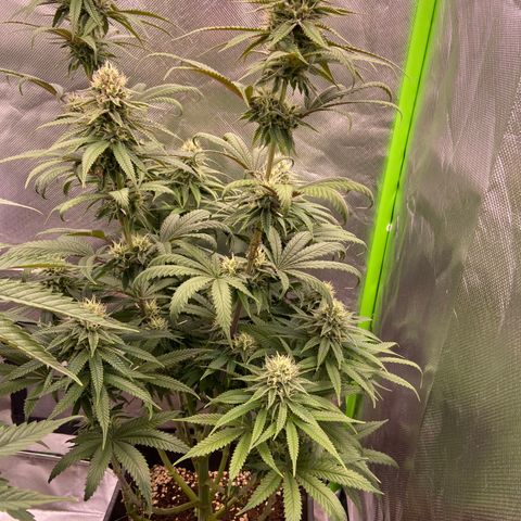 AMG growlog timeline photo