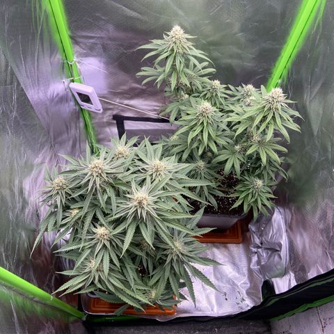 AMG growlog timeline photo