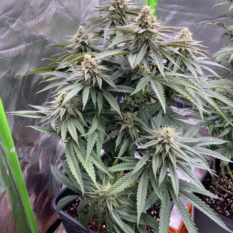 AMG growlog timeline photo