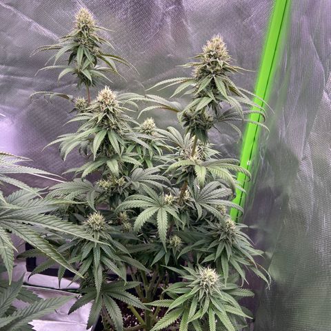 AMG growlog timeline photo
