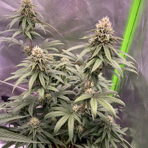 AMG growlog timeline photo