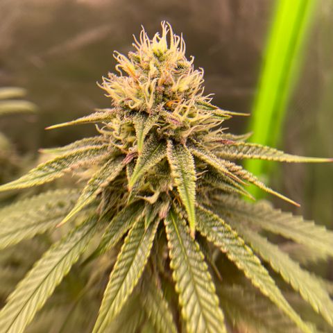 AMG growlog timeline photo