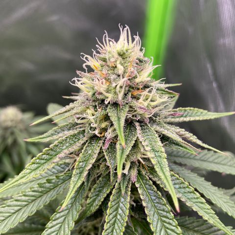 AMG growlog timeline photo