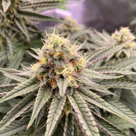 AMG growlog timeline photo