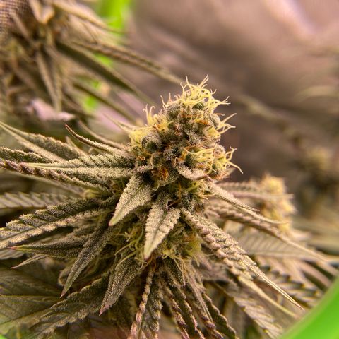 AMG growlog timeline photo
