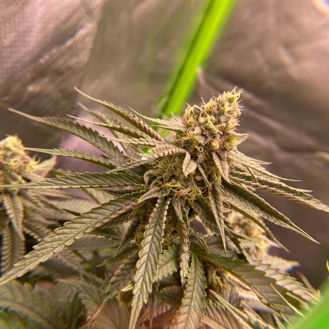 AMG growlog timeline photo