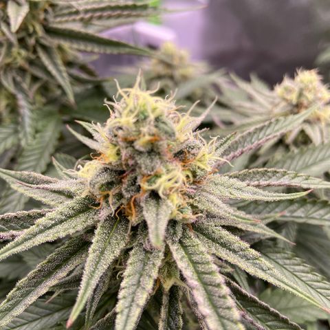 AMG growlog timeline photo