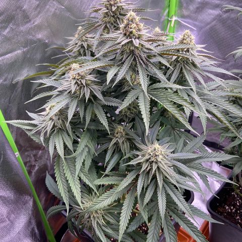 AMG growlog timeline photo