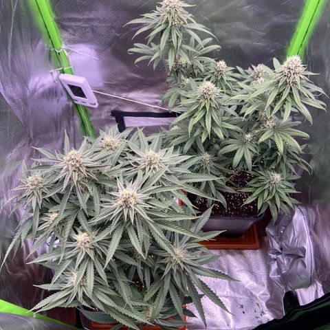 AMG growlog timeline photo