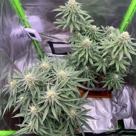 AMG growlog timeline photo