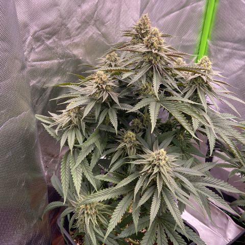 AMG growlog timeline photo