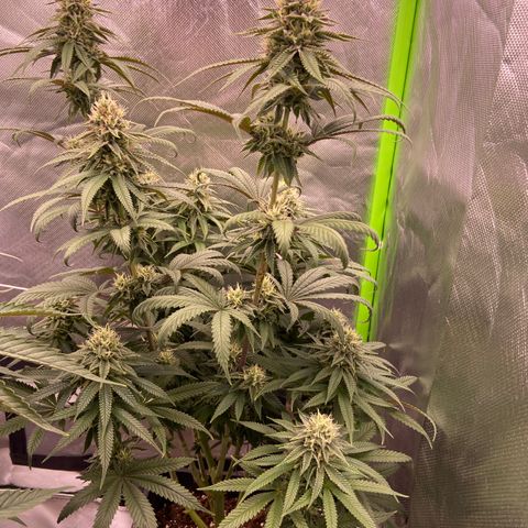 AMG growlog timeline photo